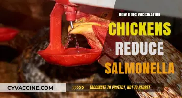 Vaccinating Chickens: A Key Strategy to Combat Salmonella Spread