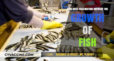 Vaccination Boosts Fish Growth: Healthier, Stronger, and More Productive Aquaculture