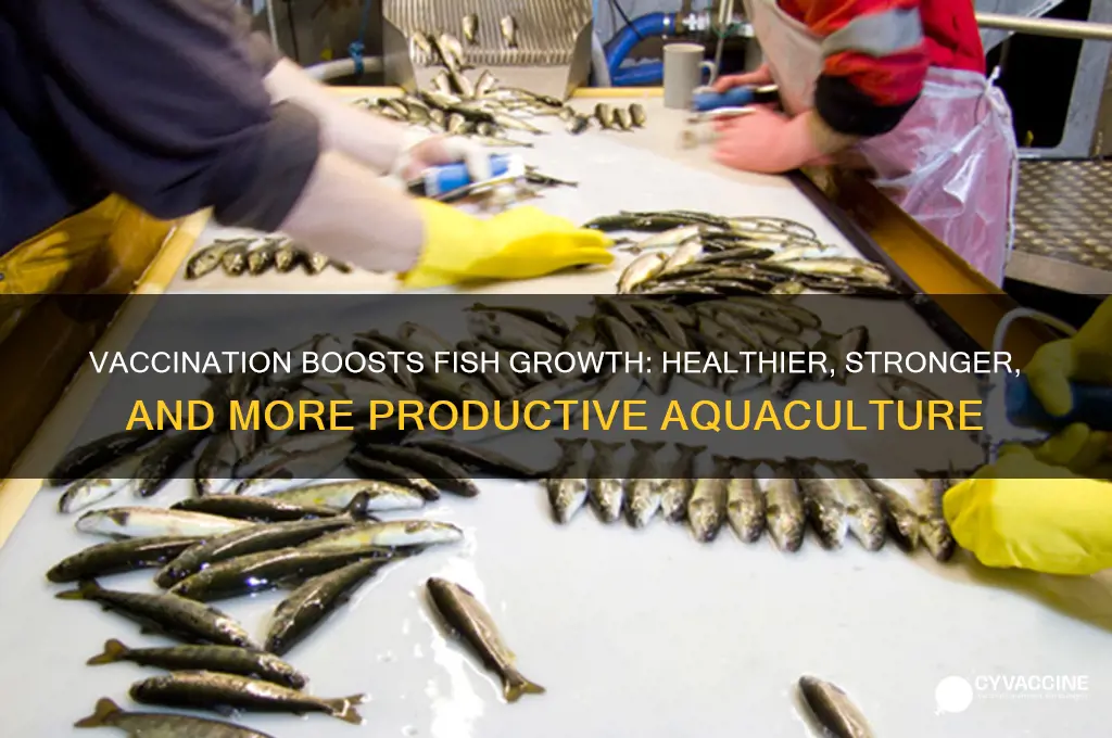 how does vaccination improve the growth of fish