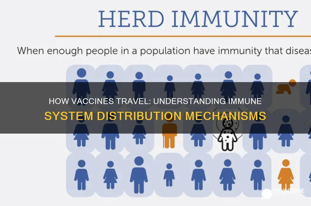how does vaccine spread in body