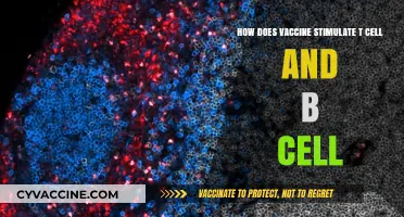 How Vaccines Activate T Cells and B Cells for Immunity