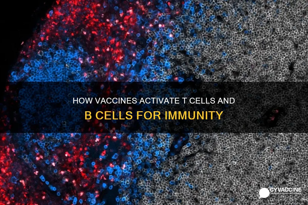 how does vaccine stimulate t cell and b cell