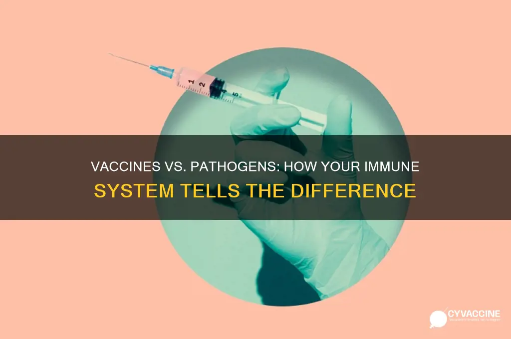 how does your body recognize a pathogen from a vaccine