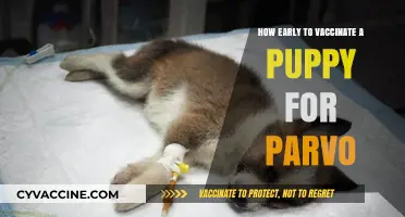 When to Vaccinate Puppies Against Parvo: A Complete Guide