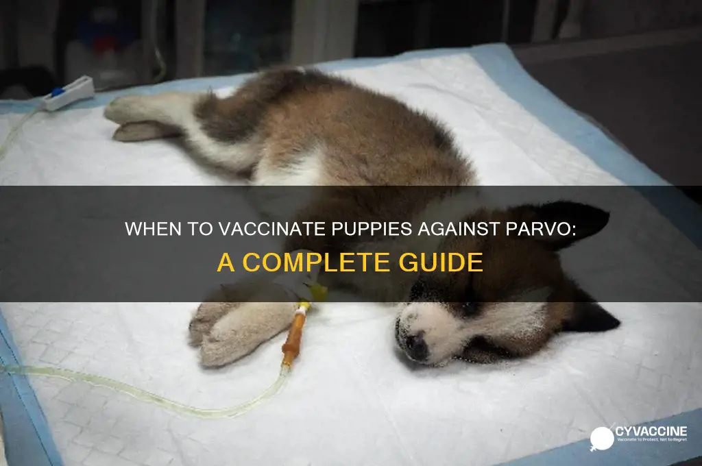 how early to vaccinate a puppy for parvo
