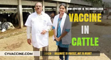 Evaluating Brucellosis Vaccine Efficacy in Cattle: Benefits and Limitations