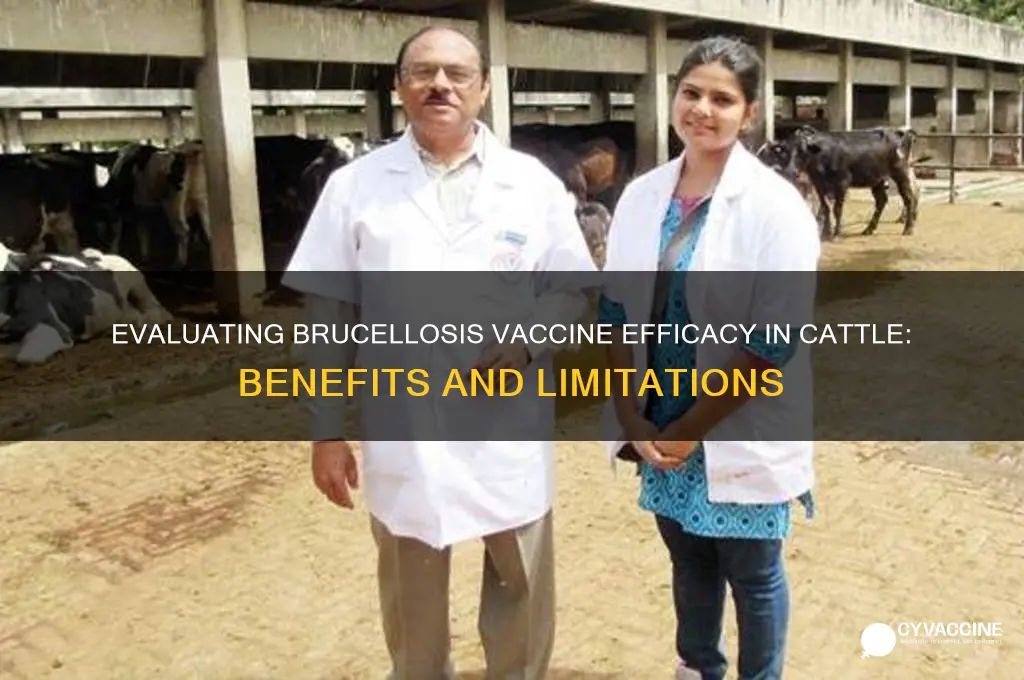 how effetive is the brucellosis vaccine in cattle
