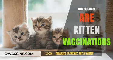 Kitten Vaccination Schedule: Timing and Spacing for Optimal Health