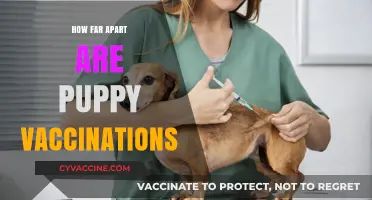 Puppy Vaccination Schedule: Timing and Spacing for Optimal Health