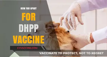 Optimal DHPP Vaccine Spacing: Timing and Frequency for Pet Protection