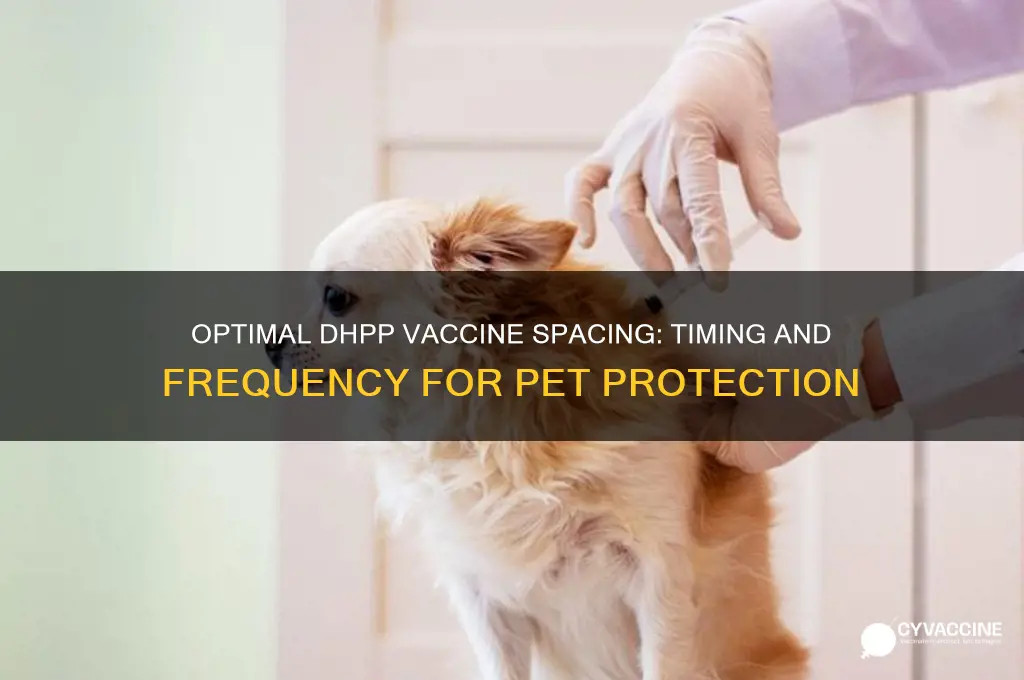 how far apart for dhpp vaccine