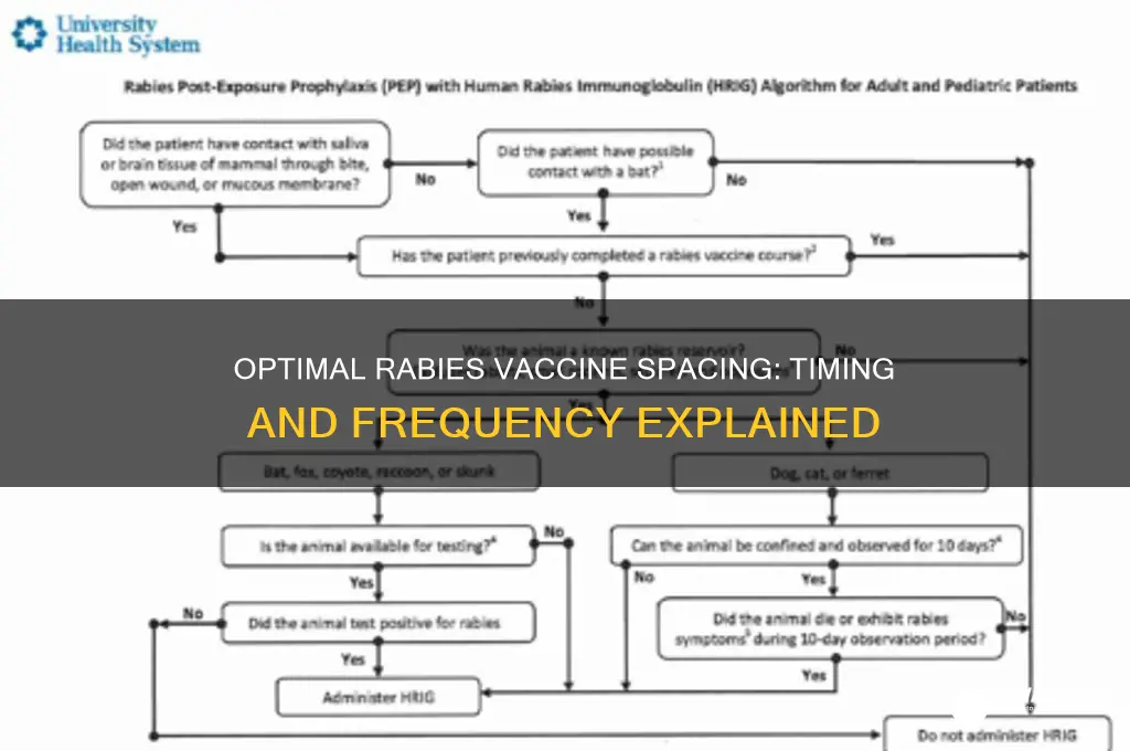 how far apart for rabist vaccines