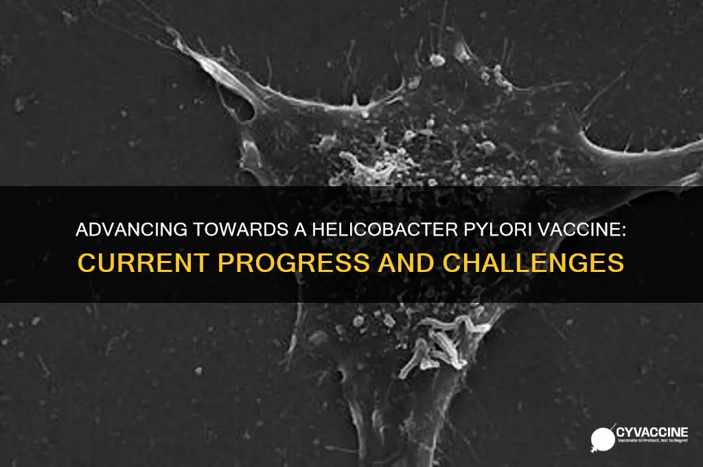 how far are we from vaccination against helicobacter pylori infection