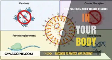 How Quickly Do mRNA Vaccines Break Down in Your Body?
