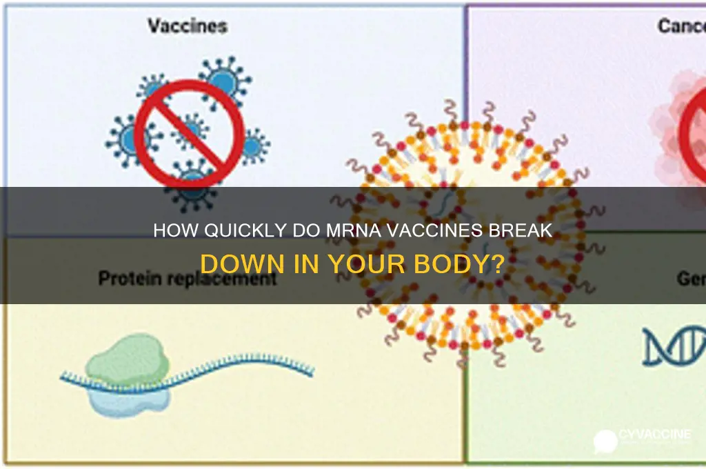 how fast does mrna vaccine degrade in your body