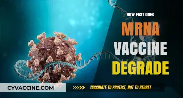 How Quickly Do mRNA Vaccines Degrade in the Body?
