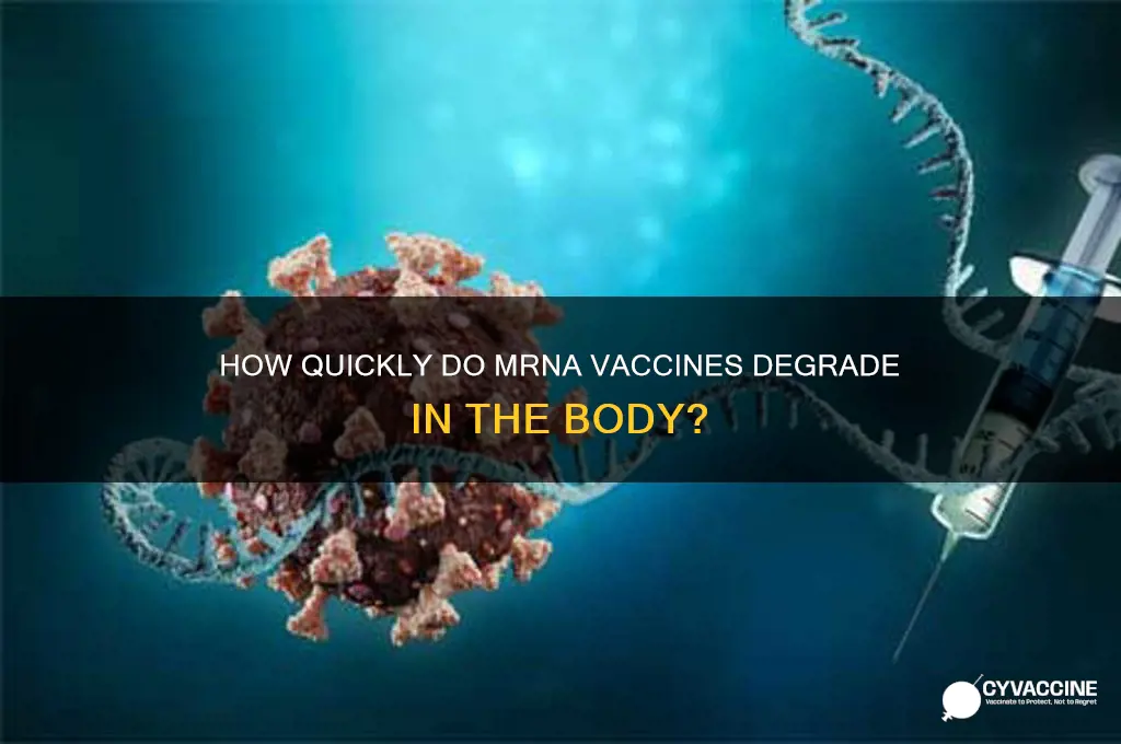 how fast does mrna vaccine degrade