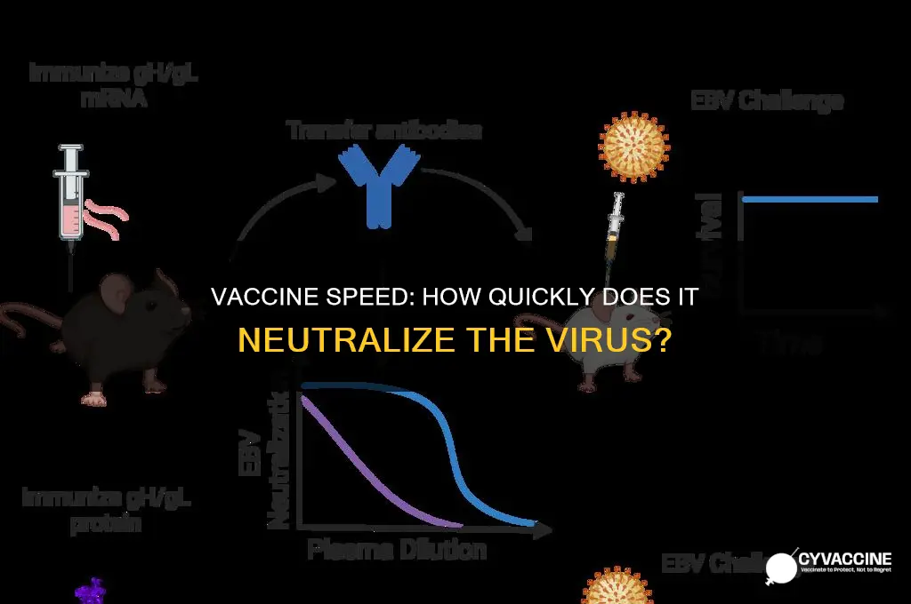 how fast does the vaccine kill the virus