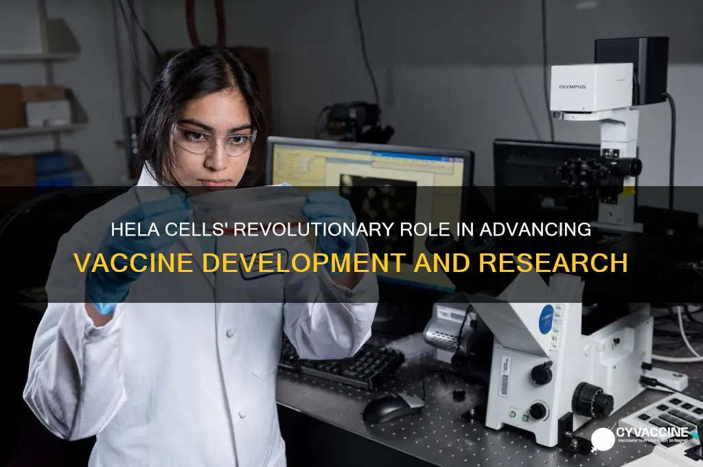 how have hela cells impacted vaccines