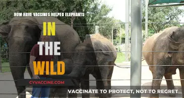 Vaccines Saving Wild Elephants: A Breakthrough in Conservation Efforts