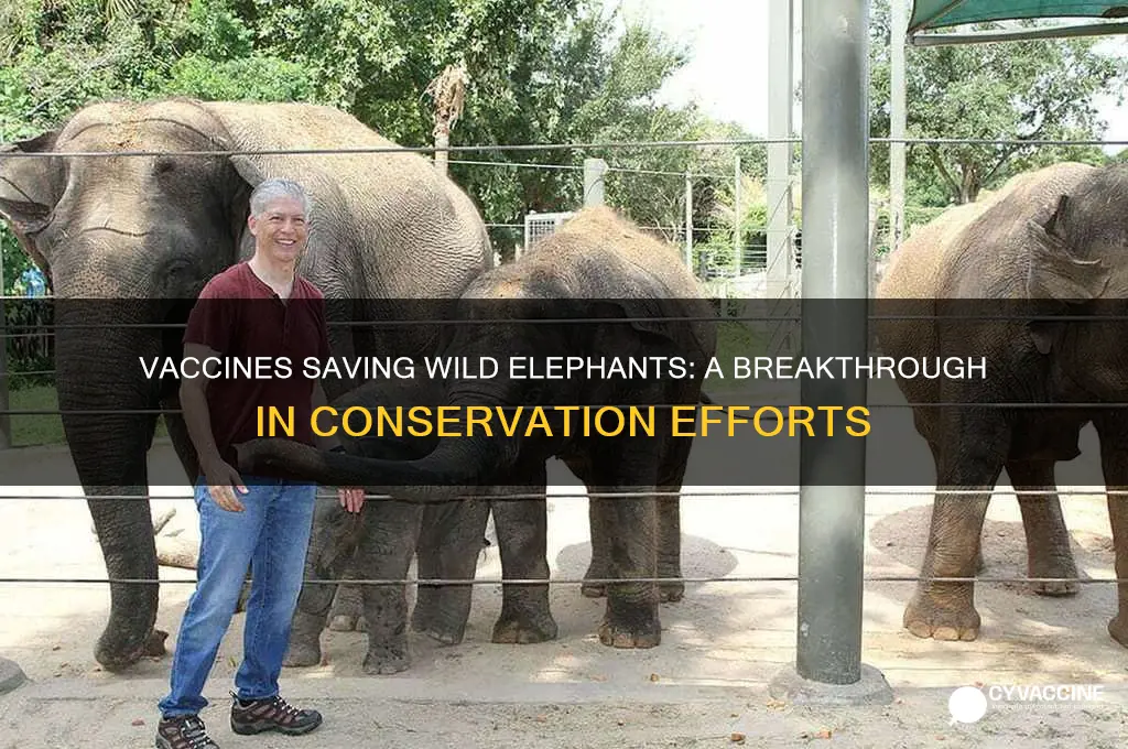 how have vaccines helped elephants in the wild