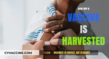 Understanding the Process: How Hepatitis B Vaccines Are Harvested and Produced