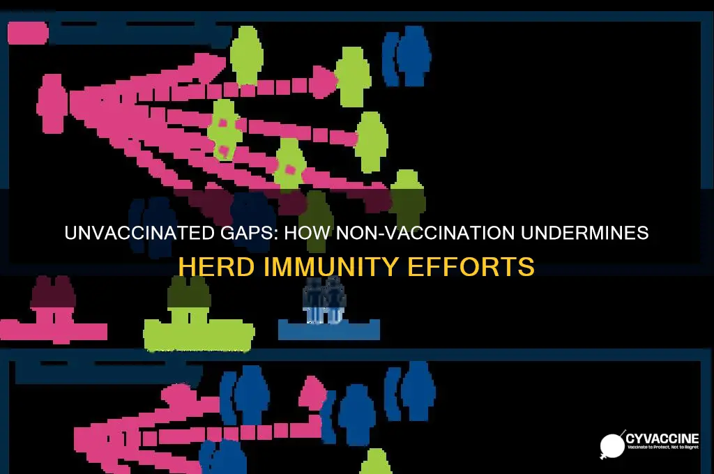 how herd immunity affected when individuals do not vaccinate