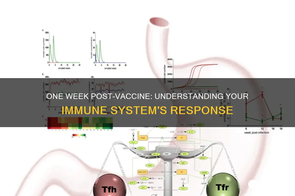 how immune are you one week after vaccine