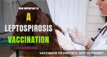 Leptospirosis Vaccination: A Crucial Shield for Your Health and Safety