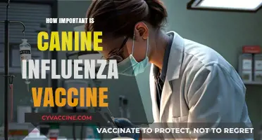 Canine Influenza Vaccine: Essential Protection for Your Dog's Health