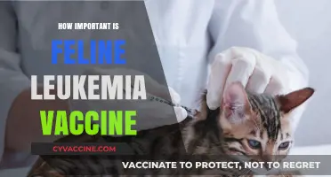 Feline Leukemia Vaccine: Essential Protection for Your Cat's Health