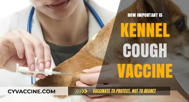 Kennel Cough Vaccine: Essential Protection for Your Dog's Health