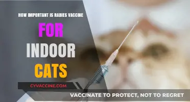 Indoor Cats and Rabies: Why Vaccination is Still Crucial