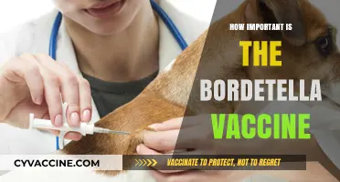 Bordetella Vaccine: Essential Protection for Your Pet's Health and Safety