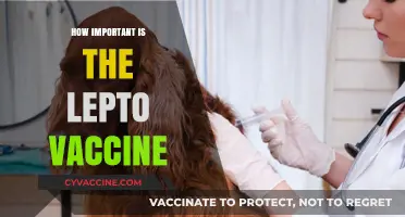 Understanding the Lepto Vaccine: Importance, Risks, and Protection for Pets