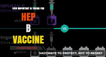 Timing Matters: Maximizing Hepatitis B Vaccine Effectiveness and Protection