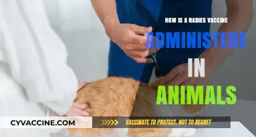 Administering Rabies Vaccines in Animals: A Step-by-Step Guide