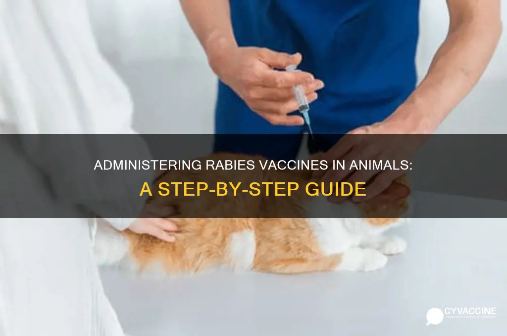 how is a rabies vaccine administered in animals
