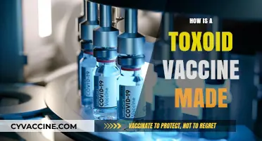 Understanding Toxoid Vaccines: The Step-by-Step Manufacturing Process Explained