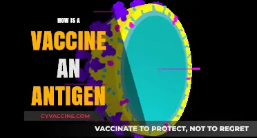Vaccines as Antigens: Unlocking the Science Behind Immune Responses
