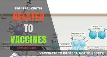 B Cell Activation and Vaccines: Unlocking Immune Memory Mechanisms