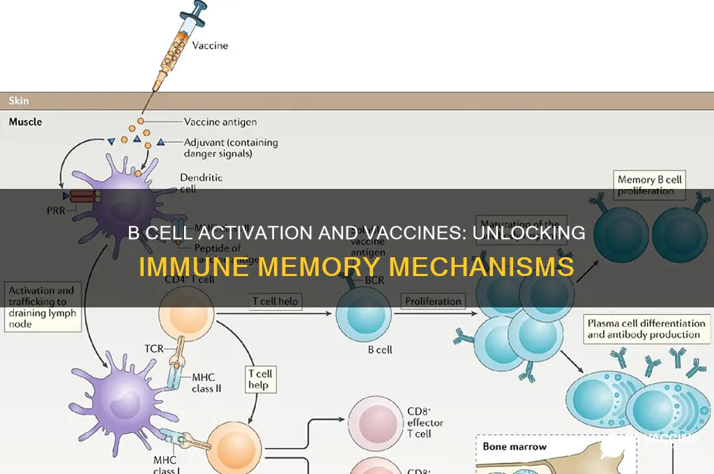 how is b cell activation related to vaccines