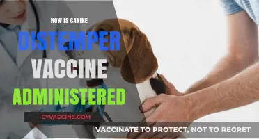 Administering Canine Distemper Vaccine: A Step-by-Step Guide for Pet Owners