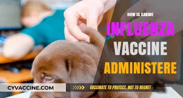 Canine Influenza Vaccine: Administration Methods and Best Practices Explained
