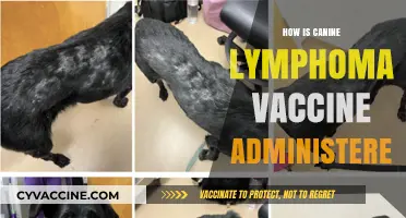Administering Canine Lymphoma Vaccines: A Step-by-Step Guide for Pet Owners
