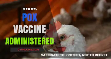 Administering Fowl Pox Vaccine: A Step-by-Step Guide for Poultry Owners