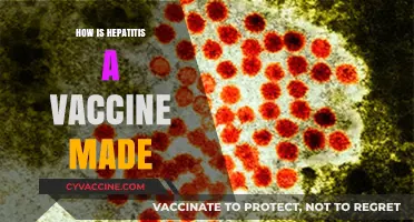 Understanding the Production Process of the Hepatitis A Vaccine