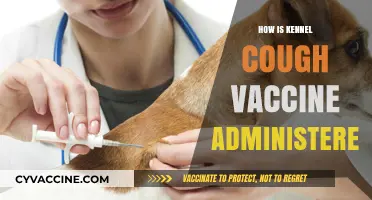 Administering Kennel Cough Vaccine: A Step-by-Step Guide for Pet Owners