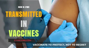 Lyme Disease and Vaccines: Unraveling Transmission Myths and Facts