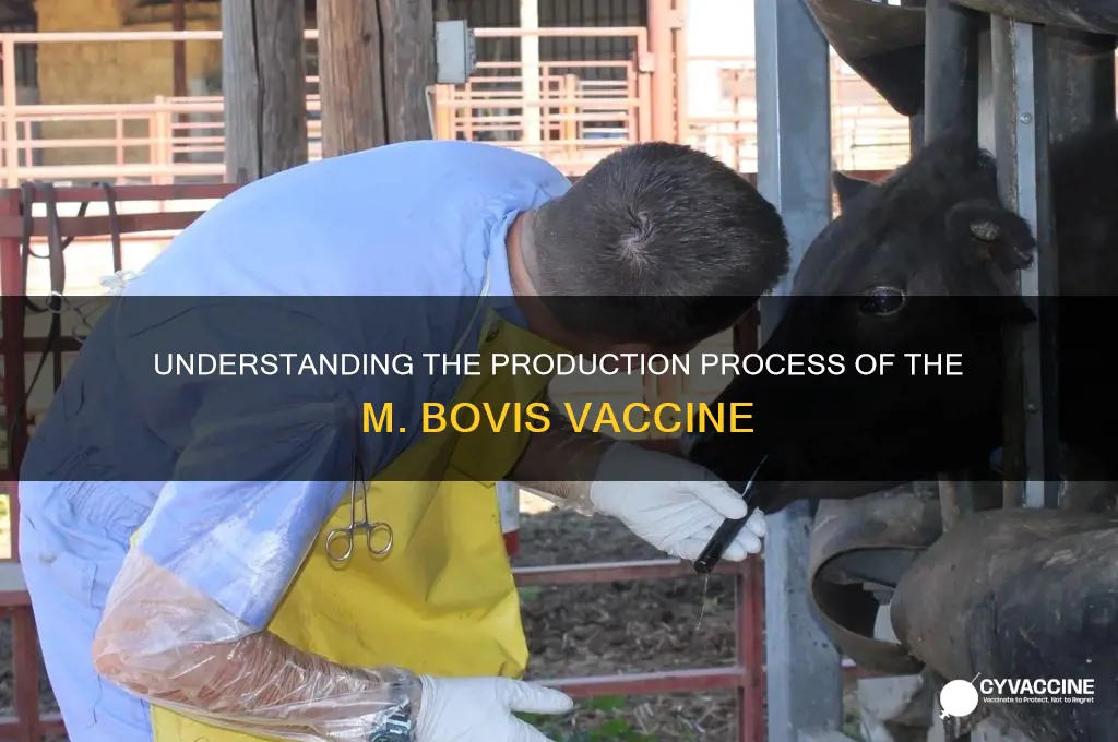 how is m bovis vaccine produced